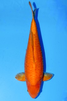 Kaufen Sie hier diesen TATEGOI DOITSU BIGSCALE MANGO KARASHI WEIBLICH +45CM Japan Koi vom Züchter SAKAI TATEGOI DOITSU BIGSCALE MANGO KARASHI WEIBLICH +45CM Koi kaufen im Koishop