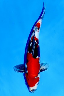 Kaufen Sie hier diesen TATEGOI DOITSU SHOWA WEIBLICH +40CM Japan Koi vom Züchter Takahashi TATEGOI DOITSU SHOWA WEIBLICH +39CM Koi kaufen im Koishop