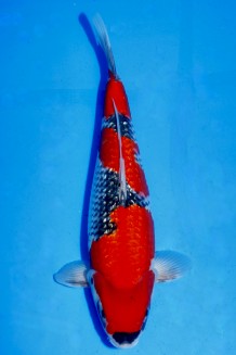 Kaufen Sie hier diesen TATEGOI GINRIN GOSHIKI WEIBLICH Japan Koi vom Züchter Kawakami TATEGOI GINRIN GOSHIKI WEIBLICH Koi kaufen im Koishop