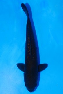 Kaufen Sie hier diesen TATEGOI GINRIN KARASU CHAGOI +44CM Japan Koi vom Züchter Dainichi TATEGOI GINRIN KARASU CHAGOI +44CM Koi kaufen im Koishop