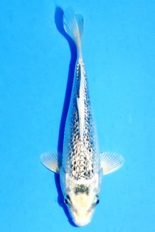 Kaufen Sie hier diesen TATEGOI GINRIN MATSUBA Japan Koi vom Züchter Yamazaki TATEGOI GINRIN MATSUBA Koi kaufen im Koishop