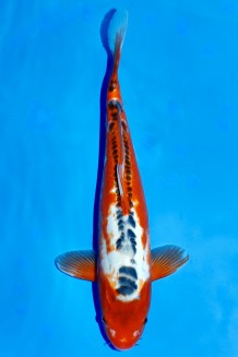 Kaufen Sie hier diesen TATEGOI HI SHUSUI WEIBLICH +44CM Japan Koi vom Züchter Ikarashi TATEGOI HI SHUSUI WEIBLICH +44CM Koi kaufen im Koishop