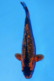 Kaufen Sie hier diesen TATEGOI KAWARI AKA MATSUBA WEIBLICH +43CM Japan Koi vom Züchter Marusaka TATEGOI KAWARI AKA MATSUBA WEIBLICH +43CM Koi kaufen im Koishop