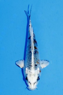 Kaufen Sie hier diesen TATEGOI KINDAI KIN SHOWA Japan Koi vom Züchter Hosokai TATEGOI KINDAI KIN SHOWA Koi kaufen im Koishop