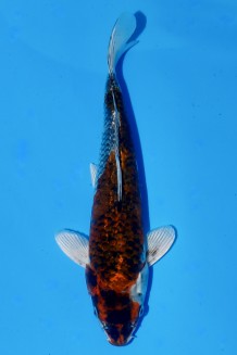 Kaufen Sie hier diesen TATEGOI METALLIC GOSHIKI Japan Koi vom Züchter Marusaka TATEGOI METALLIC GOSHIKI Koi kaufen im Koishop