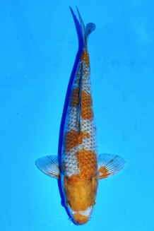 Kaufen Sie hier diesen TATEGOI OCHIBA SHIGURE +41CM Japan Koi vom Züchter Yamazaki TATEGOI OCHIBA SHIGURE +41CM Koi kaufen im Koishop