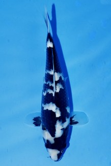 Kaufen Sie hier diesen TATEGOI SHIRO-UTSURI JUMBO TOSAI Japan Koi vom Züchter Omosako TATEGOI SHIRO-UTSURI JUMBO TOSAI Koi kaufen im Koishop