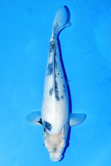 Kaufen Sie hier diesen TATEGOI SHIRO-UTSURI "THE BODY" WEIBLICH +42CM Japan Koi vom Züchter Omosako TATEGOI SHIRO-UTSURI "THE BODY" WEIBLICH +42CM Koi kaufen im Koishop