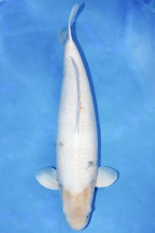 Kaufen Sie hier diesen TATEGOI SHIRO-UTSURI WEIBLICH +68 CM Japan Koi vom Züchter Omosako TATEGOI SHIRO-UTSURI WEIBLICH +68 CM Koi kaufen im Koishop