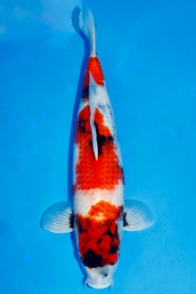 Kaufen Sie hier diesen TATEGOI SHOWA WEIBLICH +53CM Japan Koi vom Züchter Isa TATEGOI SHOWA WEIBLICH +53CM Koi kaufen im Koishop