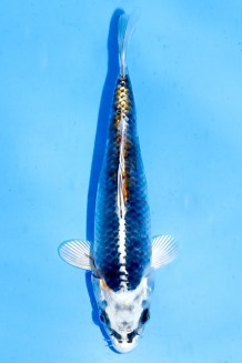 Kaufen Sie hier diesen TATEGOI YELLOW KUJAKU Japan Koi vom Züchter Yamazaki TATEGOI YELLOW KUJAKU Koi kaufen im Koishop