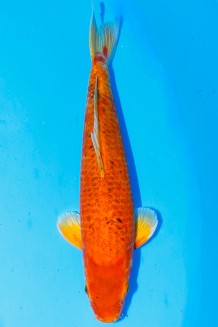 Kaufen Sie hier diesen VIP ORENJI OGON +45 CM Japan Koi vom Züchter Ikarashi VIP ORENJI OGON +45 CM Koi kaufen im Koishop