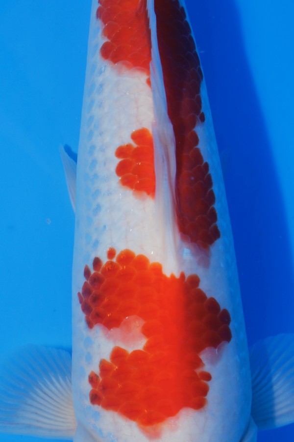 Koi-Auktion: Koi DAINICHI KOHAKU MIT GINRIN