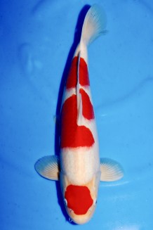 MARUTEN KOHAKU +45CM Koi kaufen im Koishop