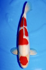 MARUTEN KOHAKU +45CM