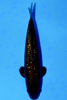 TATEGOI BLACK DIAMOND +49CM Koi kaufen im Koishop