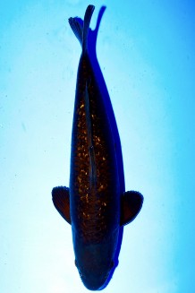 TATEGOI BLACK DIAMOND +51CM Koi kaufen im Koishop