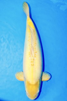 TATEGOI DOITSU KARASHIGOI +63CM Koi kaufen im Koishop