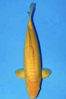 TATEGOI DOITSU MANGO KARASHIGOI WEIBLICH +50CM Koi kaufen im Koishop