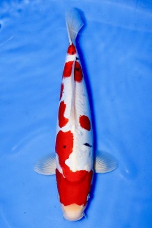 TATEGOI DOITSU SANKE +39CM Koi kaufen im Koishop