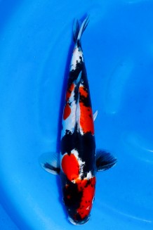 TATEGOI DOITSU SHOWA WEIBLICH +39CM Koi kaufen im Koishop