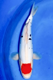 TATEGOI DOITSU TANCHO SANKE +42CM Koi kaufen im Koishop