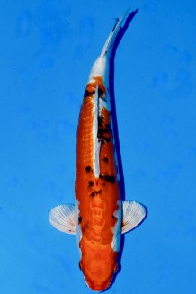 TATEGOI DOITSU YAMATO NISHIKIGOI +41CM Koi kaufen im Koishop