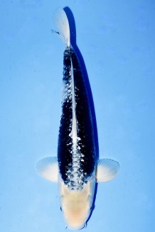 TATEGOI GINRIN BLACK DIAMOND +49CM Koi kaufen im Koishop