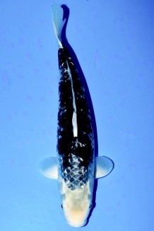 TATEGOI GINRIN BLACK DIAMOND WEIBLICH +50 CM Koi kaufen im Koishop