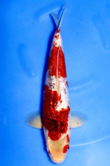 TATEGOI GINRIN BUDO GOROMO +40CM Koi kaufen im Koishop