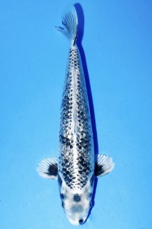 TATEGOI GINRIN GINGA +43CM Koi kaufen im Koishop