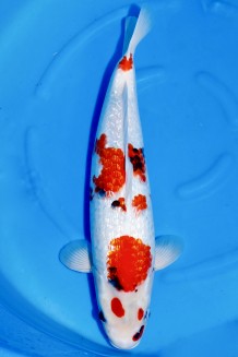 TATEGOI GINRIN KINDAI SHOWA WEIBLICH +51CM Koi kaufen im Koishop