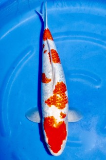 TATEGOI GINRIN KOHAKU WEIBLICH +45CM Koi kaufen im Koishop