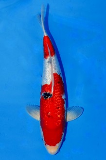 TATEGOI GINRIN SANKE +44CM Koi kaufen im Koishop