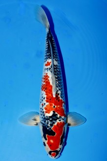 TATEGOI GINRIN SHIRO GOSHIKI +56CM Koi kaufen im Koishop