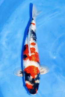 TATEGOI GINRIN SHOWA +41CM Koi kaufen im Koishop