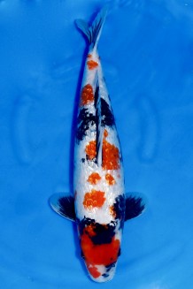 TATEGOI GINRIN SHOWA +42CM Koi kaufen im Koishop