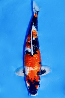 TATEGOI GINRIN SHOWA +44CM Koi kaufen im Koishop