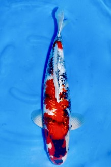 TATEGOI GINRIN SHOWA +47CM Koi kaufen im Koishop