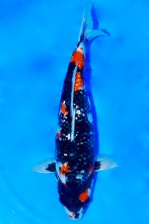 TATEGOI GINRIN SHOWA WEIBLICH +48CM Koi kaufen im Koishop