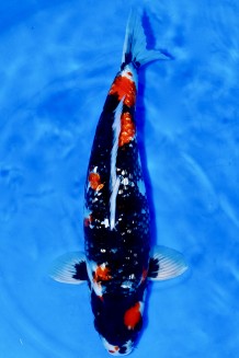 TATEGOI GINRIN SHOWA WEIBLICH +48CM Koi kaufen im Koishop