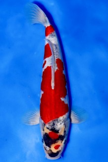 TATEGOI GOSHIKI +39CM Koi kaufen im Koishop