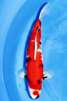 TATEGOI HI SHOWA +41CM Koi kaufen im Koishop