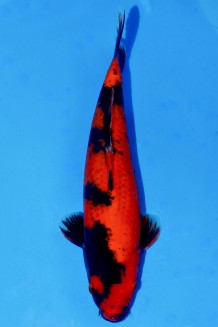 TATEGOI HI-UTSURI +41CM Koi kaufen im Koishop