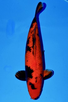 TATEGOI HI-UTSURI +49CM Koi kaufen im Koishop