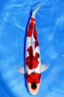 TATEGOI KINDAI SHOWA +41CM Koi kaufen im Koishop