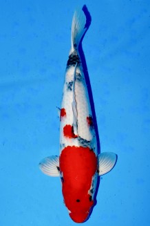 TATEGOI KINDAI SHOWA WEIBLICH +57CM Koi kaufen im Koishop