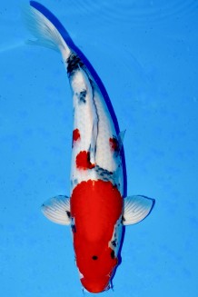 TATEGOI KINDAI SHOWA WEIBLICH +57CM Koi kaufen im Koishop