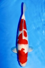 TATEGOI KOHAKU +44CM