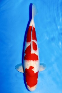 TATEGOI KOHAKU +44CM Koi kaufen im Koishop